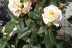 Edelrose 'Aquarell' ® - Rosa 'Aquarell' ®