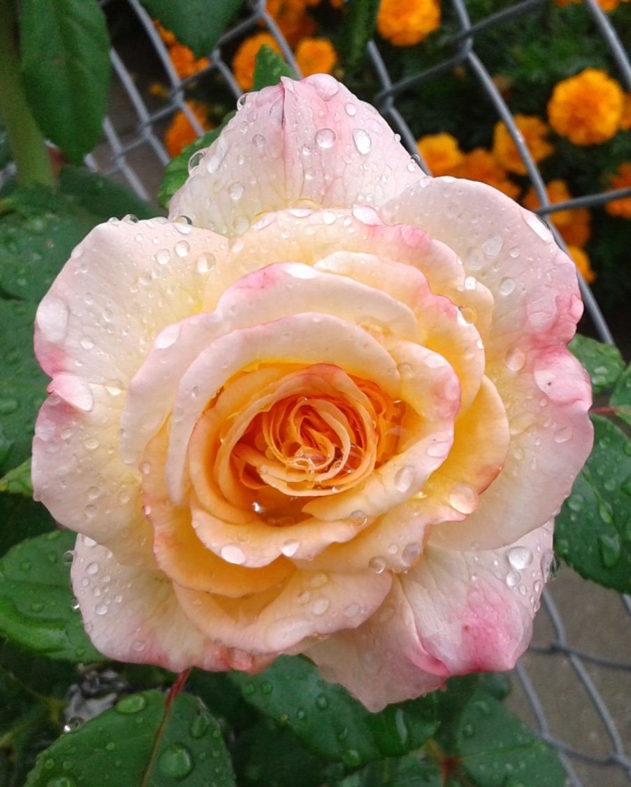 Edelrose 'Aquarell' ® - Rosa 'Aquarell' ®