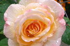 Edelrose 'Aquarell' ® - Rosa 'Aquarell' ®