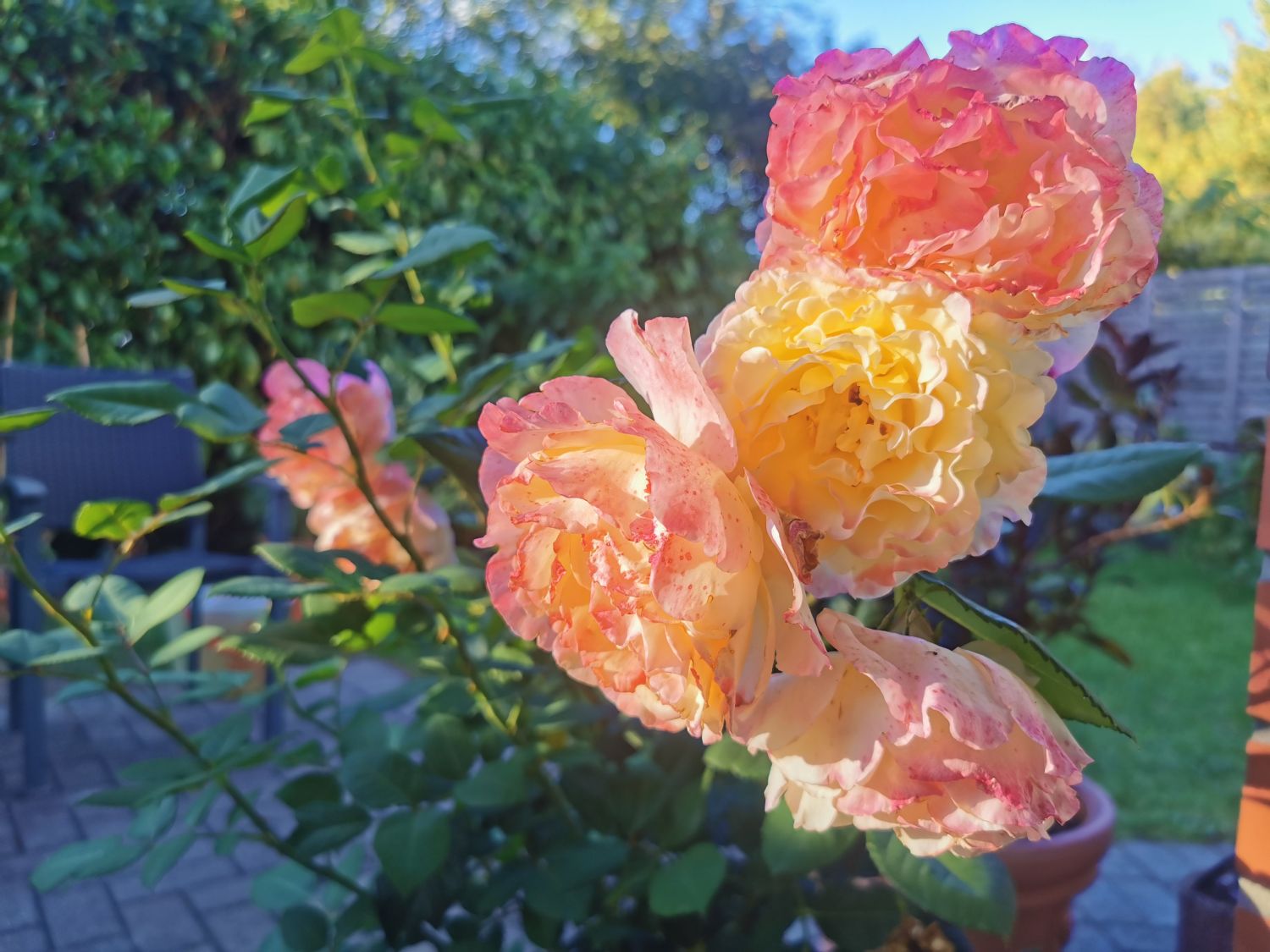 Edelrose 'Aquarell' ® - Rosa 'Aquarell' ®