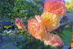 Edelrose 'Aquarell' ® - Rosa 'Aquarell' ®