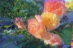 Edelrose 'Aquarell' ® - Rosa 'Aquarell' ®