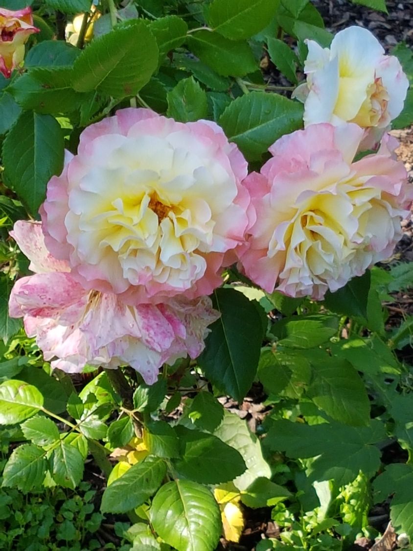 Edelrose 'Aquarell' ® - Rosa 'Aquarell' ®