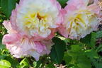 Edelrose 'Aquarell' ® - Rosa 'Aquarell' ®