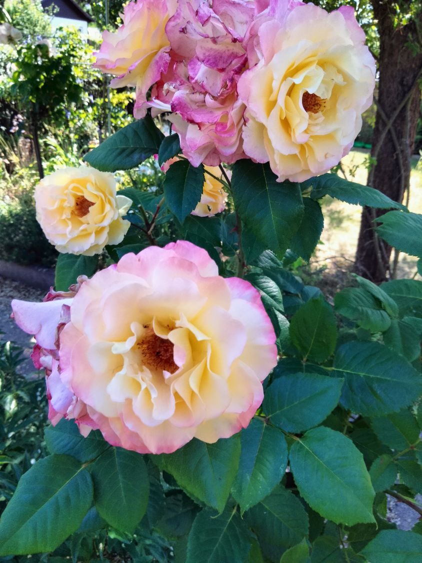 Edelrose 'Aquarell' ® - Rosa 'Aquarell' ®