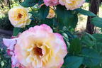 Edelrose 'Aquarell' ® - Rosa 'Aquarell' ®