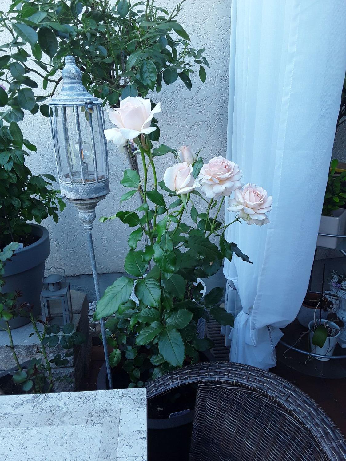 Edelrose 'Chandos Beauty' ® - Rosa 'Chandos Beauty' ®