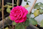 Edelrose 'Cherry Lady' ® - Rosa 'Cherry Lady' ®