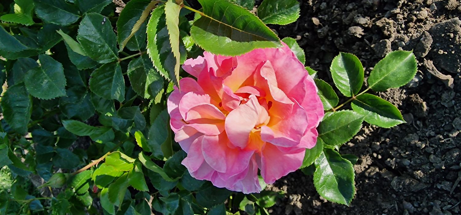Edelrose 'Dornburger Schlossrose' - Rosa 'Dornburger Schlossrose' ADR-Rose