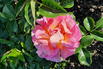 Edelrose 'Dornburger Schlossrose' - Rosa 'Dornburger Schlossrose' ADR-Rose
