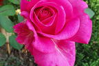 Edelrose 'Duftrausch' ® - Rosa 'Duftrausch' ®