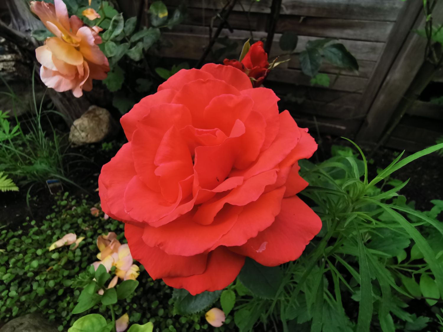 Edelrose 'Duftzauber 84' ® - Rosa 'Duftzauber 84' ®
