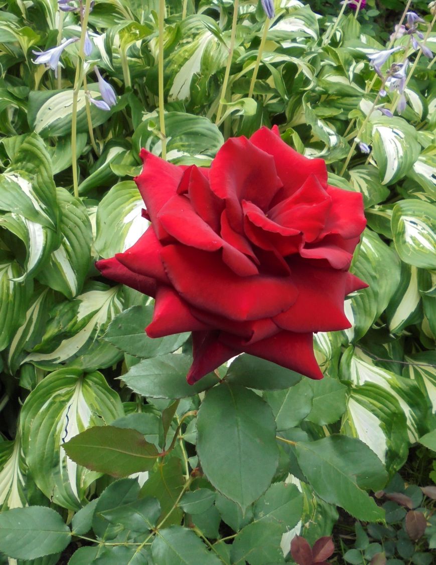 Edelrose 'Duftzauber 84' ® - Rosa 'Duftzauber 84' ®