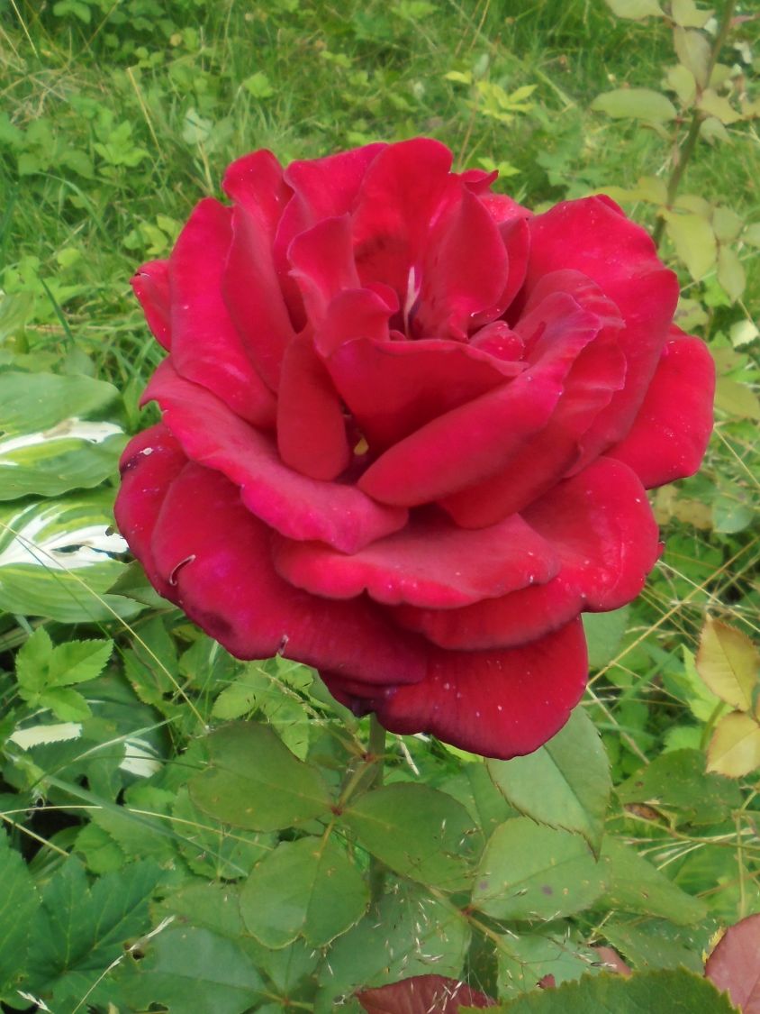 Edelrose 'Duftzauber 84' ® - Rosa 'Duftzauber 84' ®