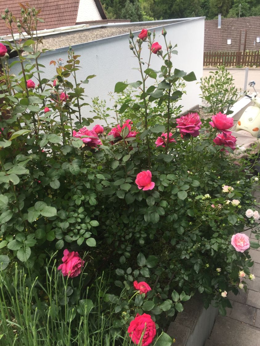 Edelrose 'Eliza' ® - Rosa 'Eliza' ® ADR-Rose