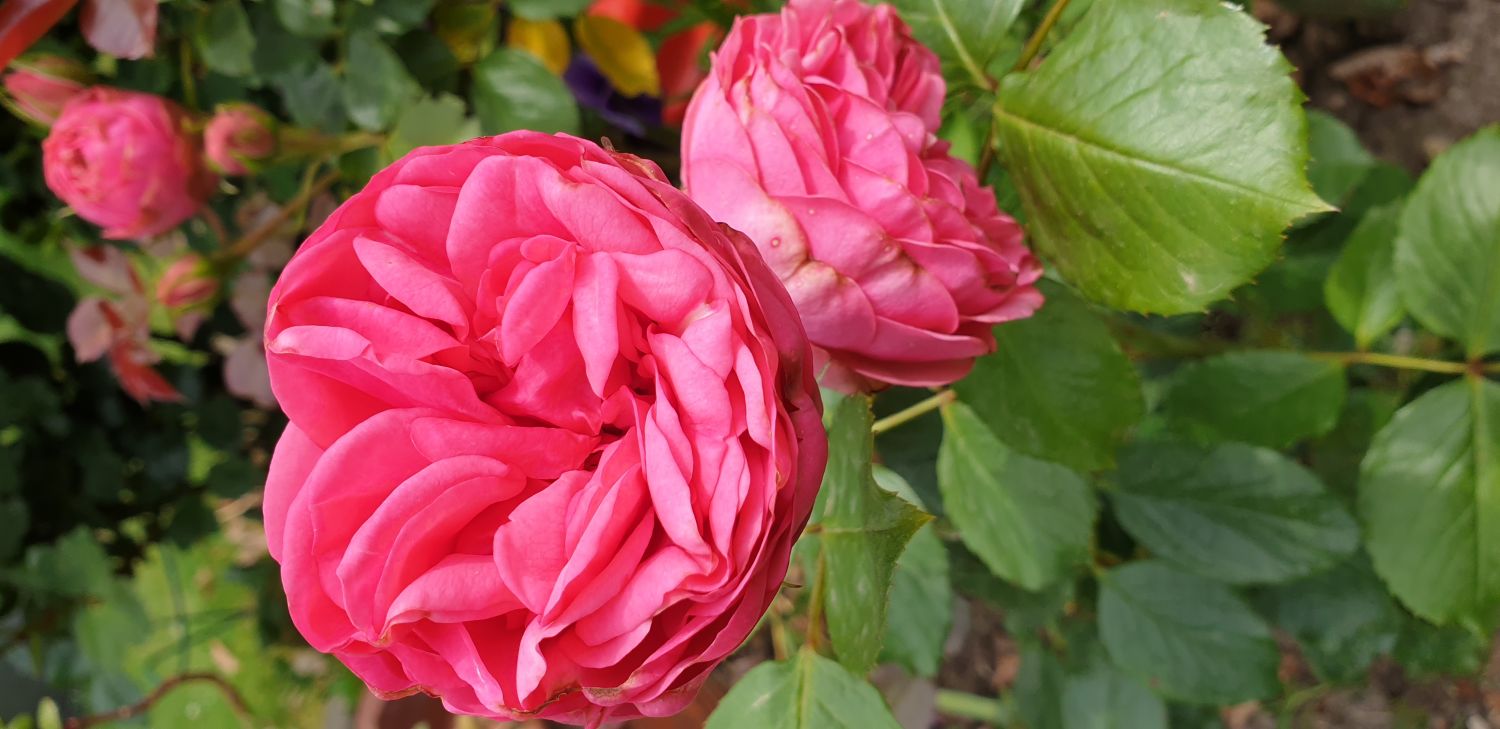 Edelrose 'Happy Piano' ® - Rosa 'Happy Piano' ®