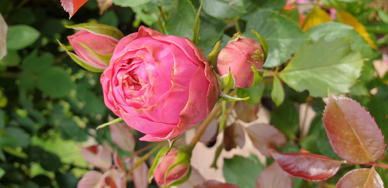 Edelrose 'Happy Piano' ® - Rosa 'Happy Piano' ®