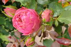 Edelrose 'Happy Piano' ® - Rosa 'Happy Piano' ®