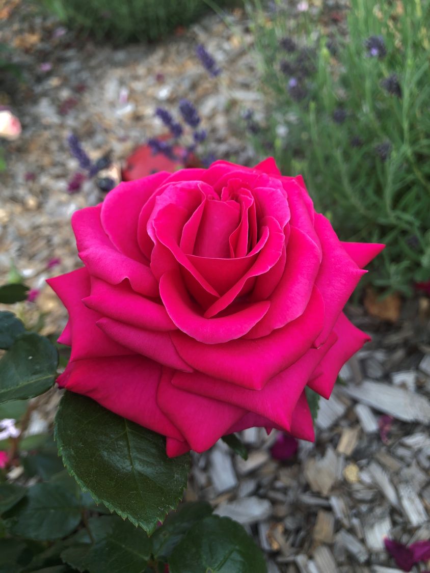 Edelrose 'Hot Lady' ® - Rosa 'Hot Lady' ®