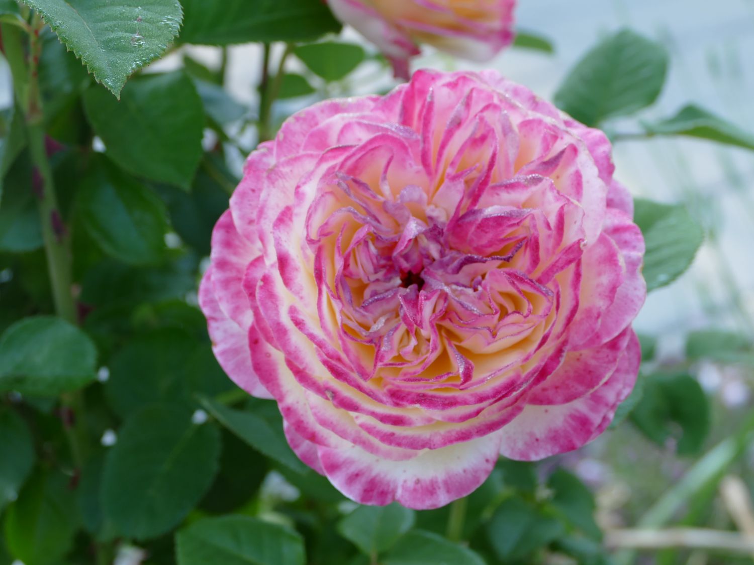 Edelrose 'Kordes Jubilee' Schönste Rosen & Expertenwissen