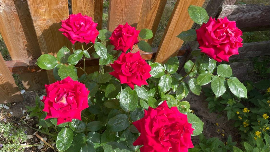 Edelrose 'Noblesse' ® - Rosa 'Noblesse' ®