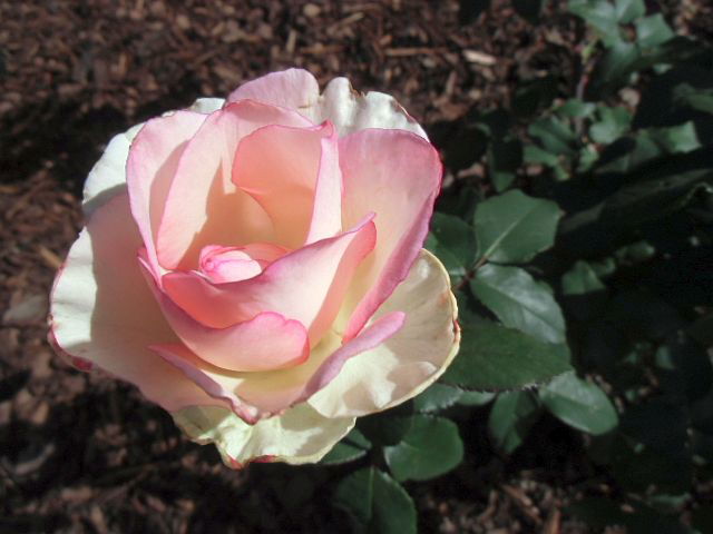 Edelrose 'Oh Happy Day' ® - Rosa 'Oh Happy Day' ® ADR-Rose