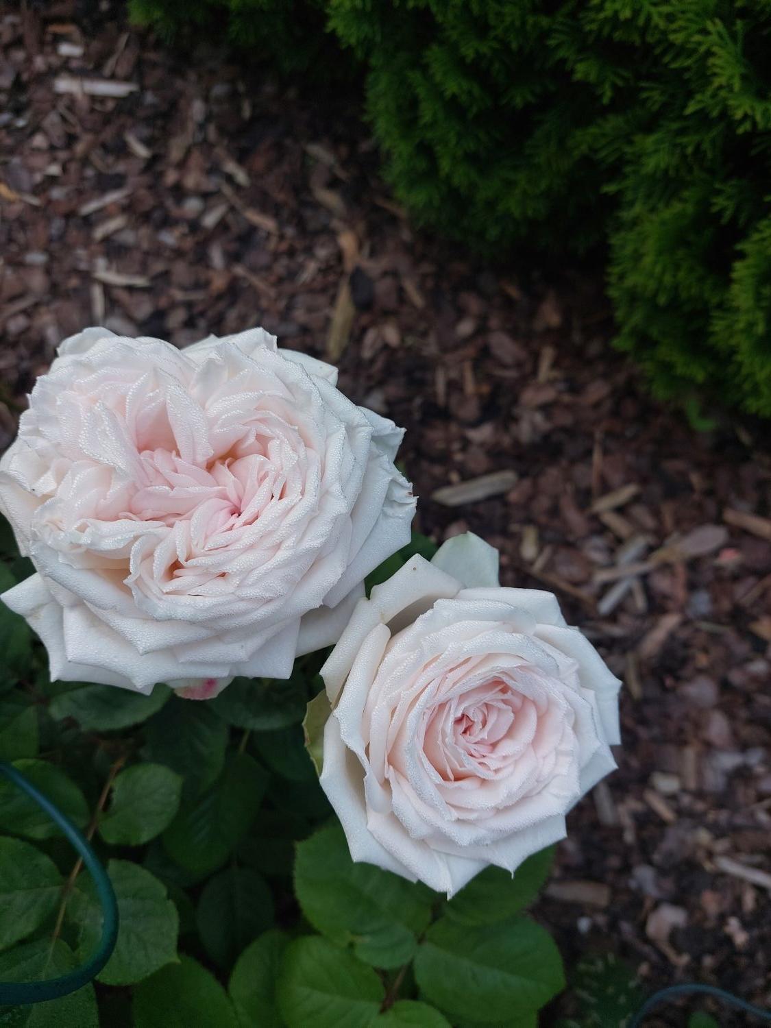 Edelrose Parfuma ® 'Madame Anisette' ® - Rosa Parfuma ® 'Madame Anisette' ® ADR-Rose