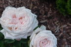 Edelrose Parfuma ® 'Madame Anisette' ® - Rosa Parfuma ® 'Madame Anisette' ® ADR-Rose