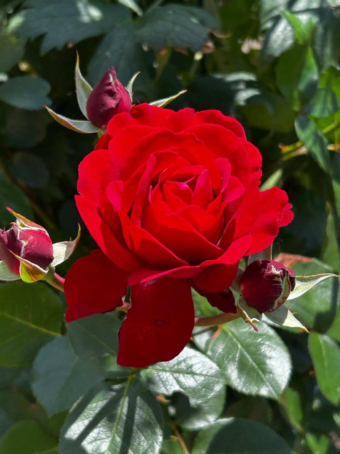 Edelrose 'Störtebeker' ® - Rosa 'Störtebeker' ®