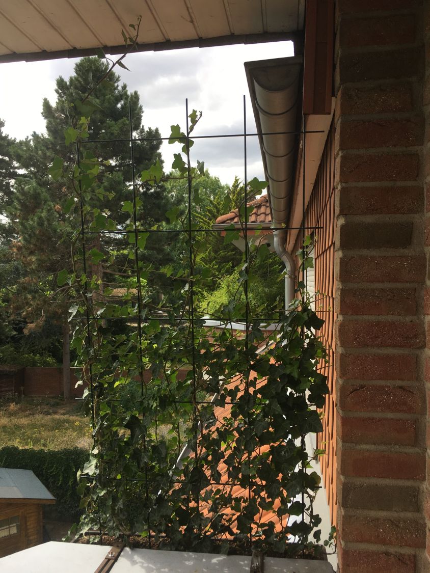 Efeu 'Woerner' - Hedera helix 'Woerner'