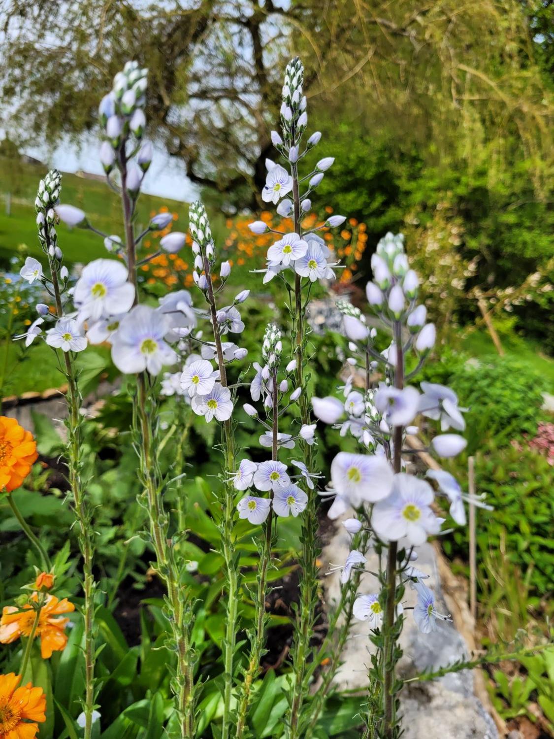 Ehrenpreis 'Tissington White' - Veronica gentianoides 'Tissington White'