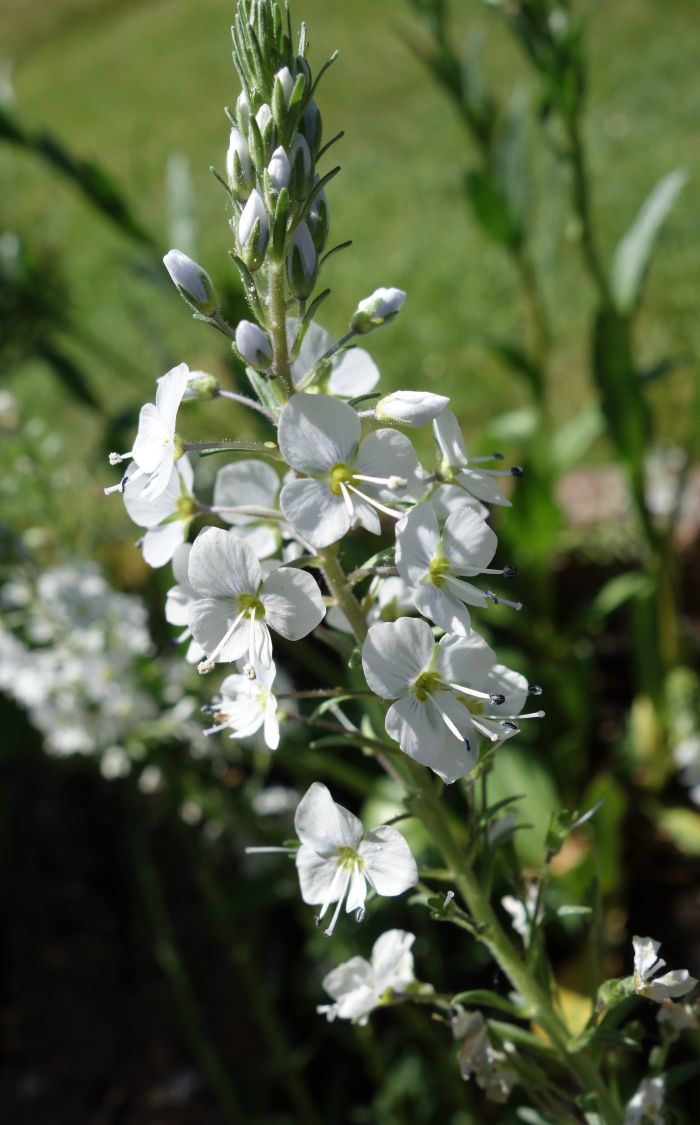 Ehrenpreis 'Tissington White' - Veronica gentianoides 'Tissington White'