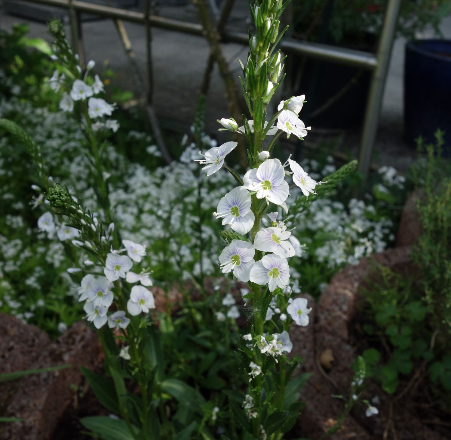 Ehrenpreis 'Tissington White' - Veronica gentianoides 'Tissington White'