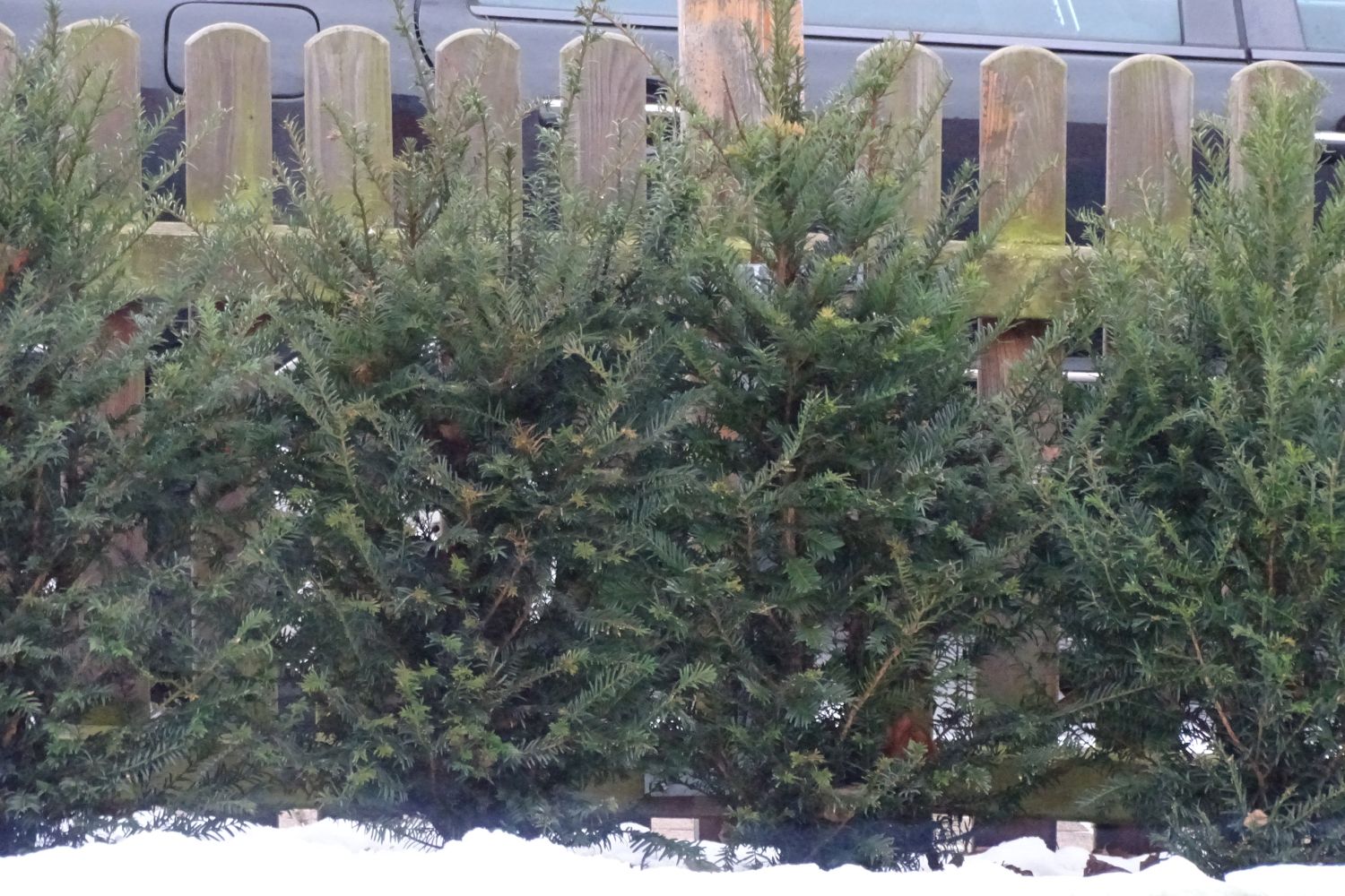 Eibe - Taxus baccata