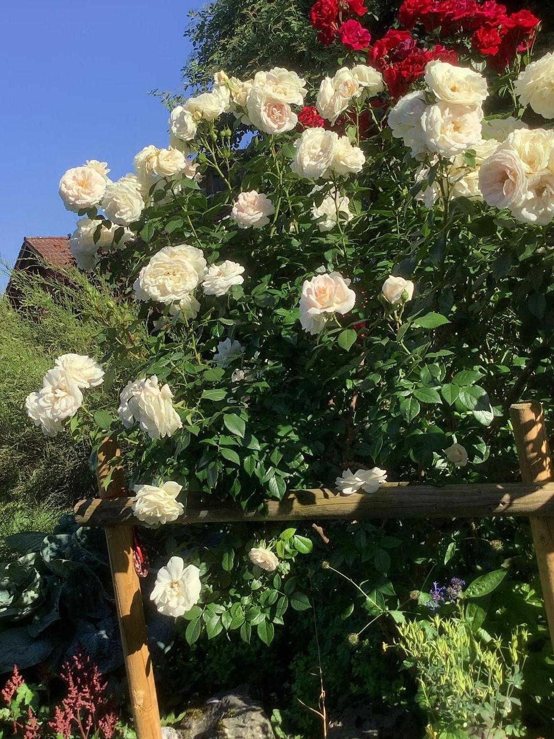 Englische Rose 'Desdemona' - Rosa 'Desdemona'