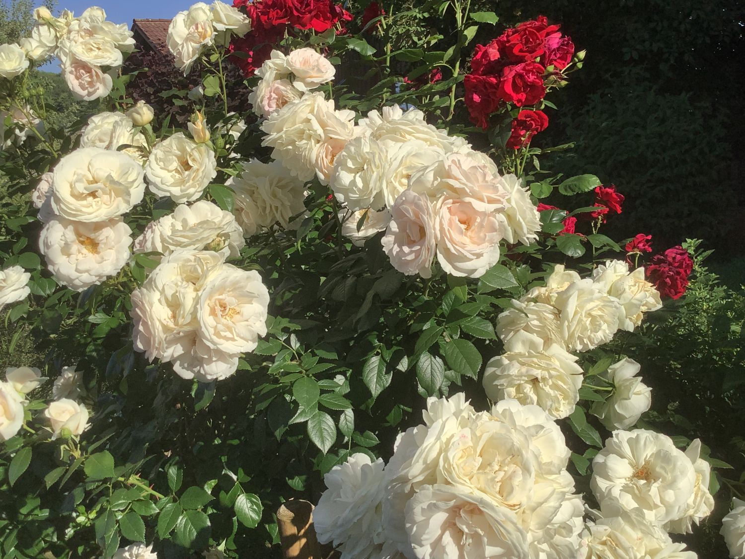 Englische Rose 'Desdemona' - Rosa 'Desdemona'