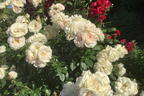 Englische Rose 'Desdemona' - Rosa 'Desdemona'