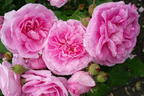 Englische Rose 'Gertrude Jekyll' ® - Rosa 'Gertrude Jekyll' ®
