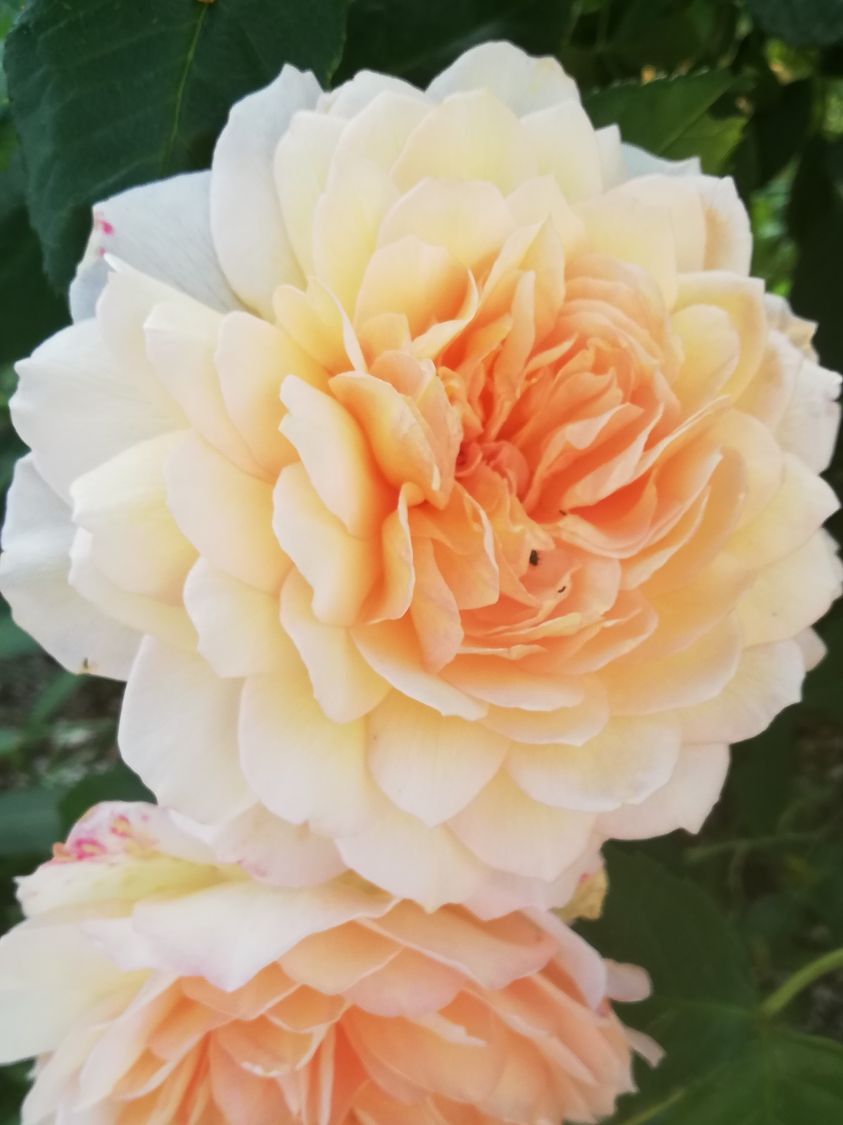 Englische Rose 'Grace' ® - Rosa 'Grace' ®