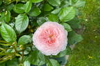 Englische Rose 'James Galway' - Rosa 'James Galway'