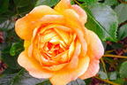Englische Rose 'Lady of Shalott' - Rosa 'Lady of Shalott'