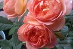 Englische Rose 'Lady of Shalott' - Rosa 'Lady of Shalott'