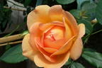 Englische Rose 'Lady of Shalott' - Rosa 'Lady of Shalott'