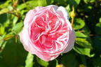 Englische Rose 'Olivia Rose Austin' - Rosa 'Olivia Rose Austin'