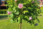 Englische Rose 'Olivia Rose Austin' - Rosa 'Olivia Rose Austin'