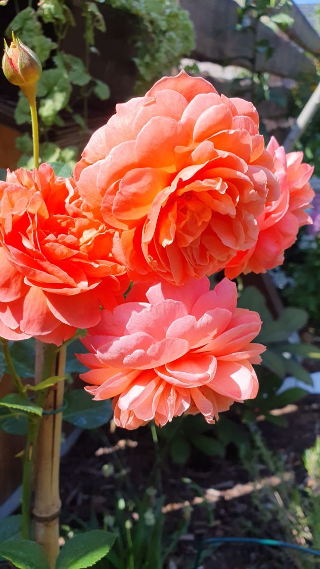 Englische Strauchrose 'Summer Song' - Rosa 'Summer Song'