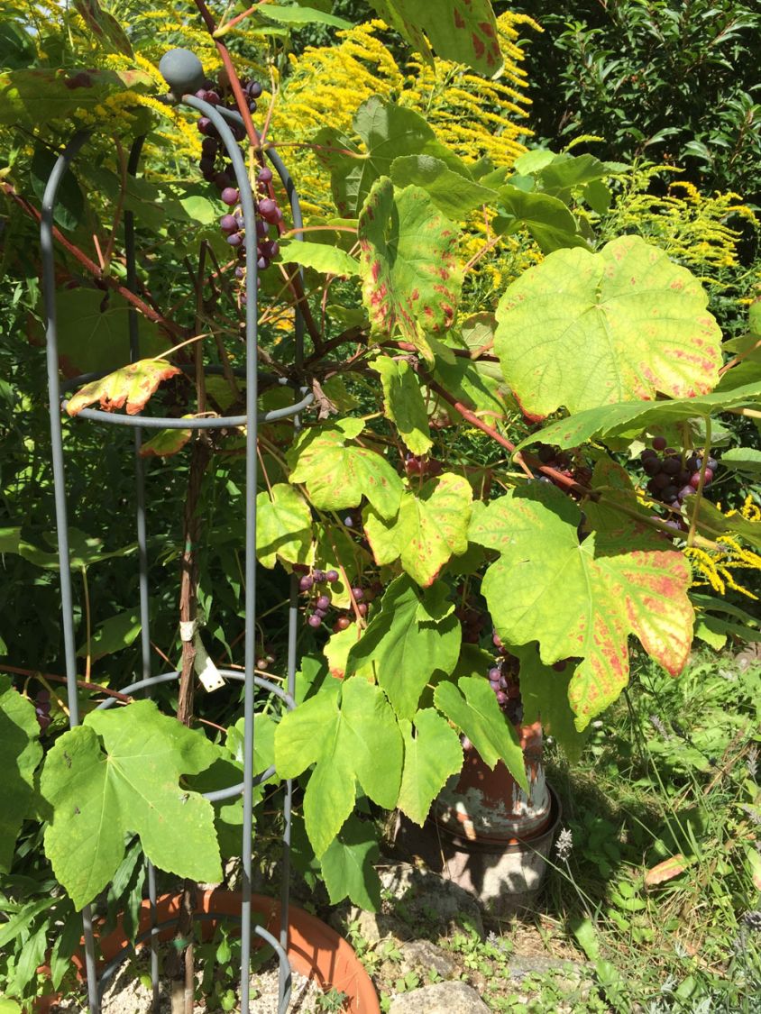 Erdbeertraube 'Isabella' / Weintraube 'Isabella' - Vitis 'Isabella'