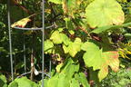 Erdbeertraube 'Isabella' / Weintraube 'Isabella' - Vitis 'Isabella'
