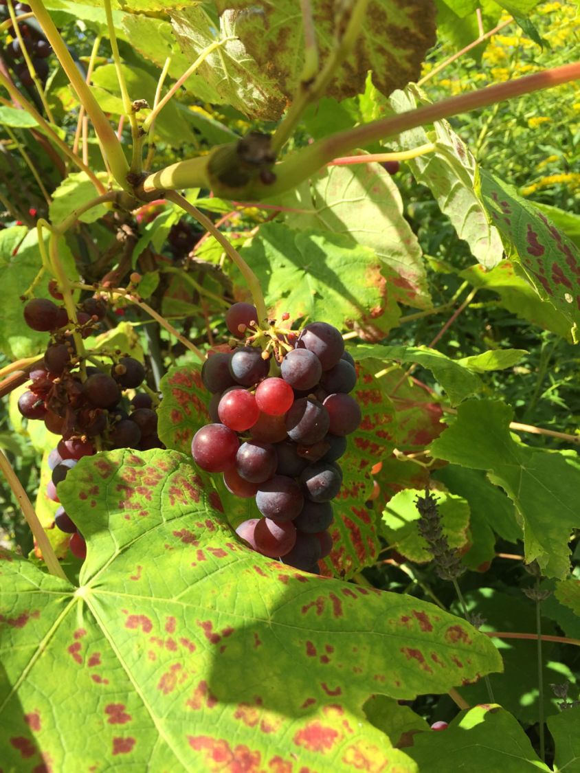 Erdbeertraube 'Isabella' / Weintraube 'Isabella' - Vitis 'Isabella'