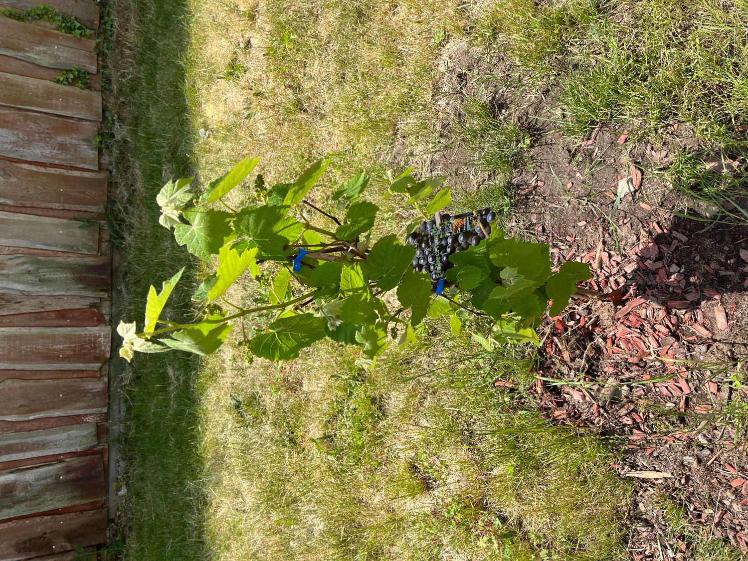 Erdbeertraube 'Isabella' / Weintraube 'Isabella' - Vitis 'Isabella'